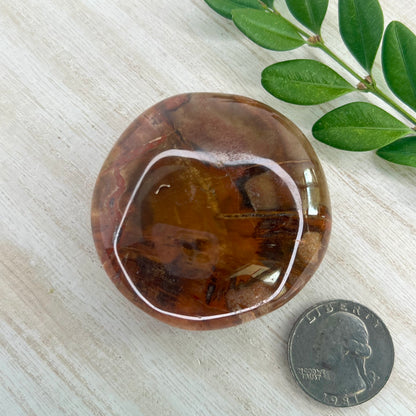 Petrified Wood // Palm