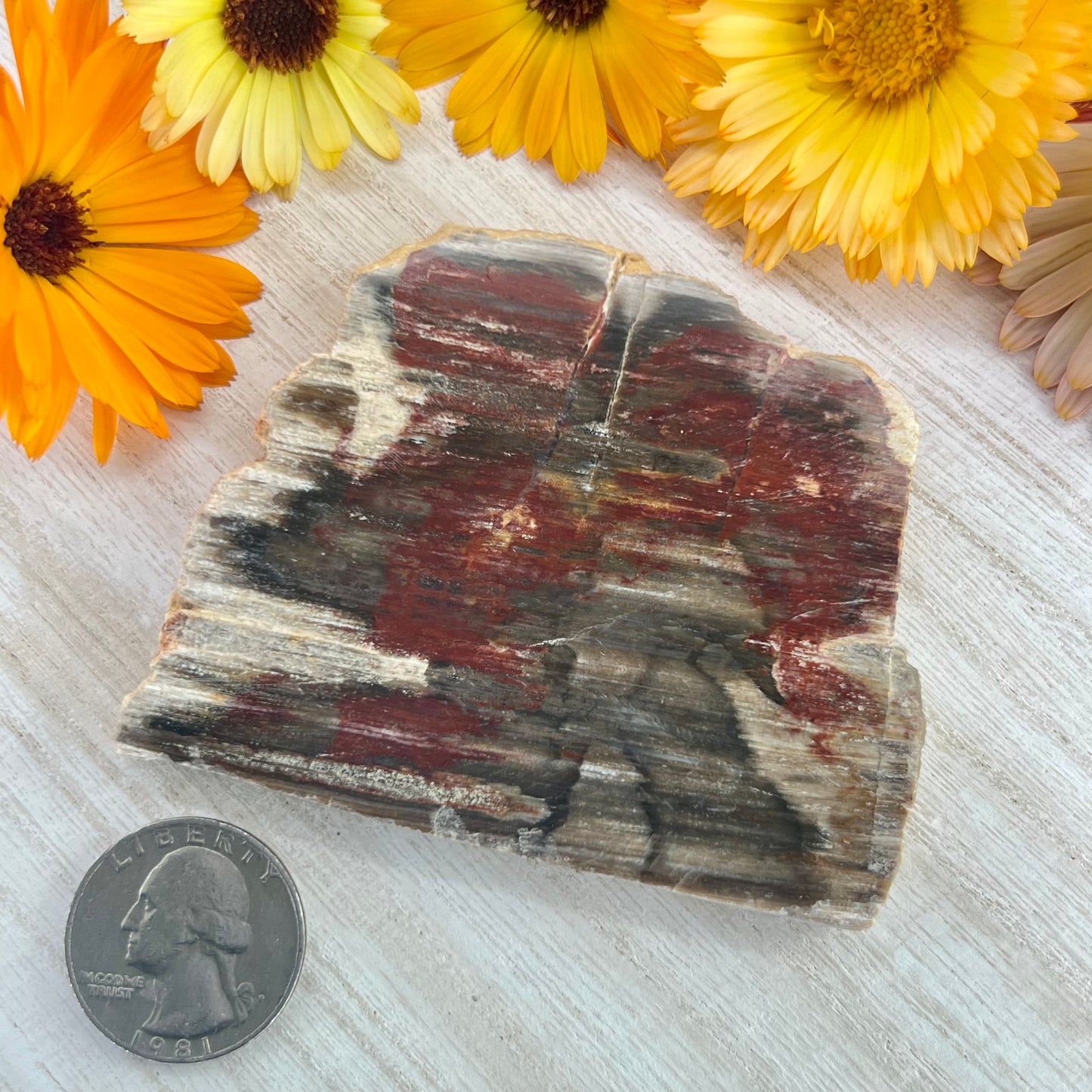 Petrified Wood // Red // Slab