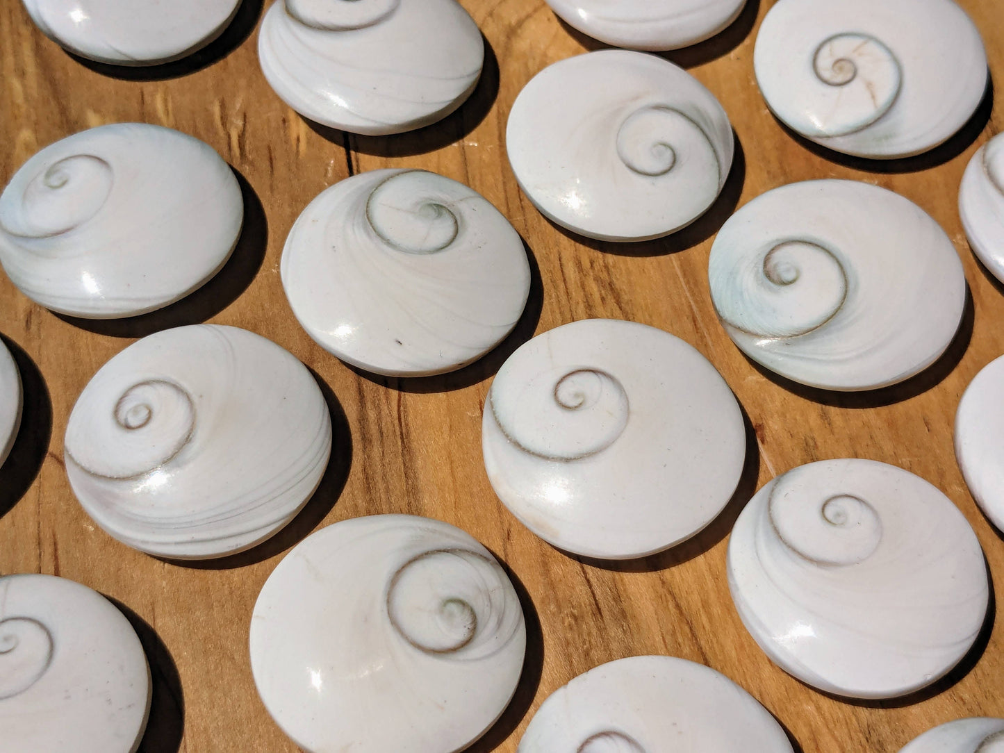 Shiva Eyes // Shells