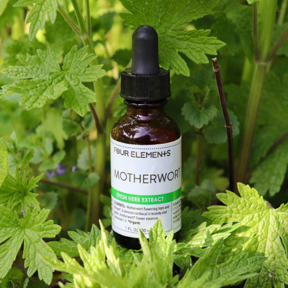 Motherwort Herb // Tincture // Four Elements