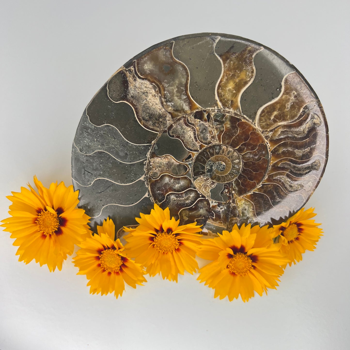 Ammonite // Fossil // Half