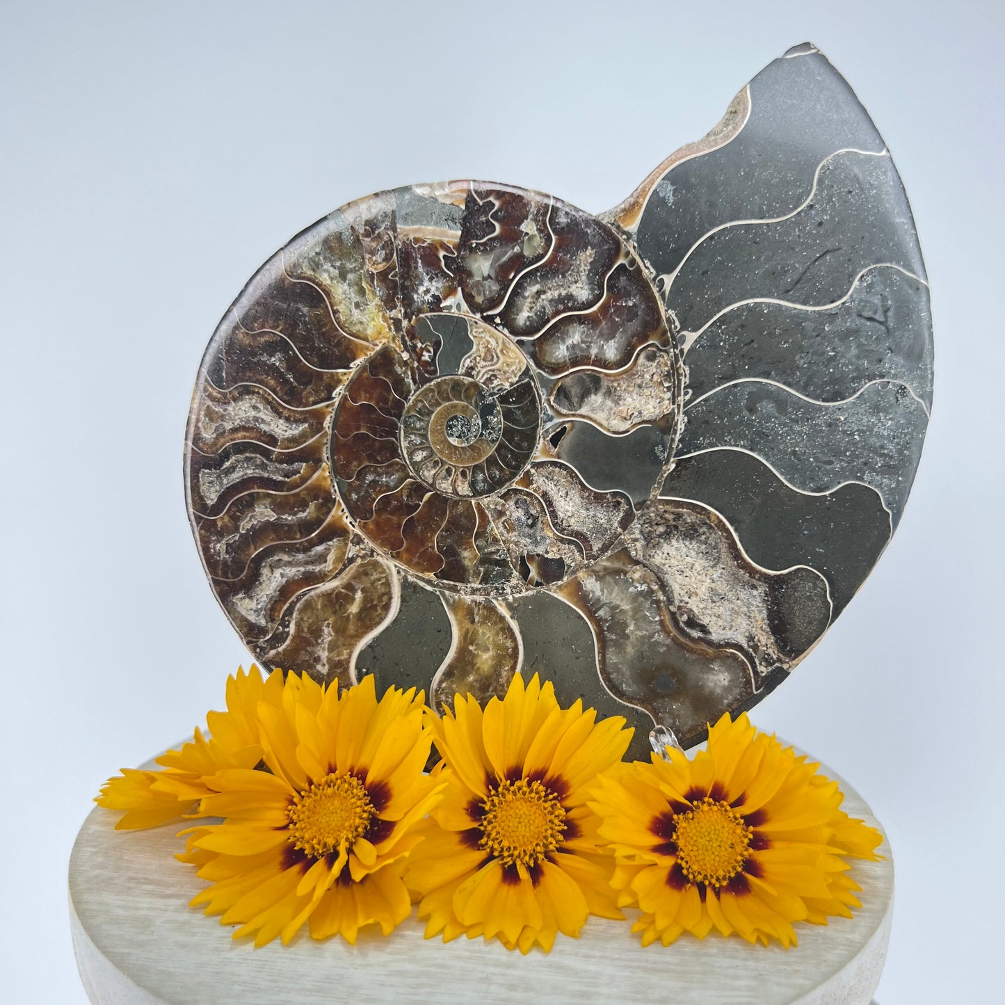 Ammonite // Fossil // Half