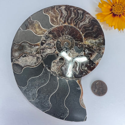 Ammonite // Fossil // Half