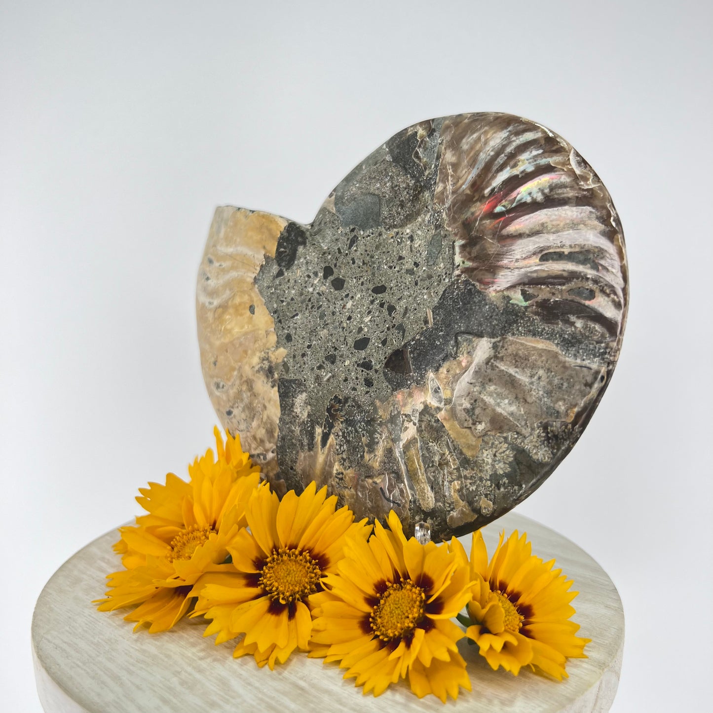 Ammonite // Fossil // Half