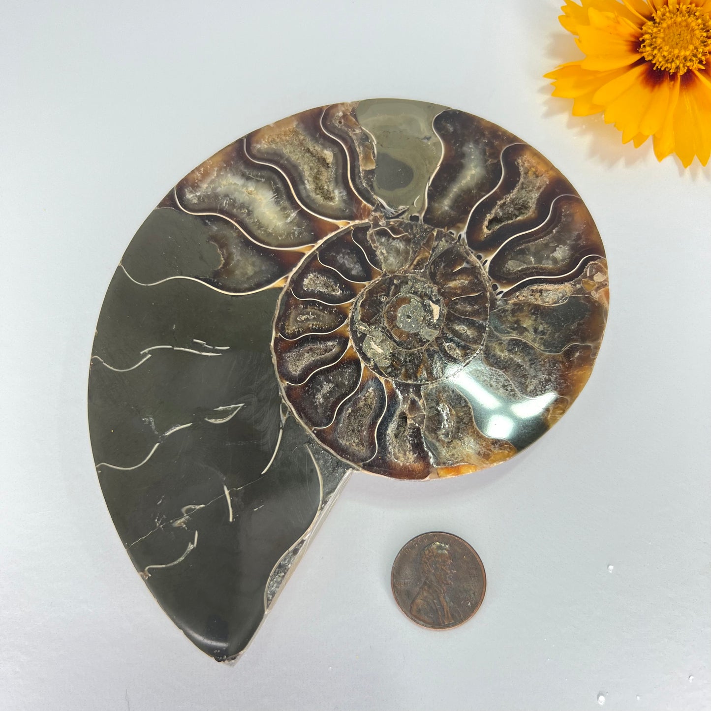 Ammonite // Fossil // Half