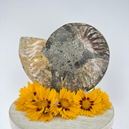 Ammonite // Fossil // Half