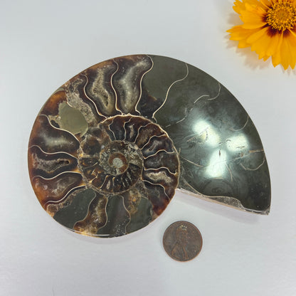 Ammonite // Fossil // Half