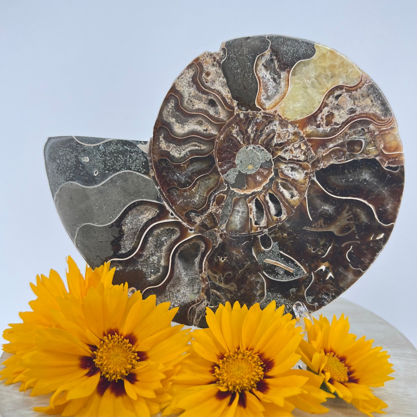 Ammonite // Fossil // Half