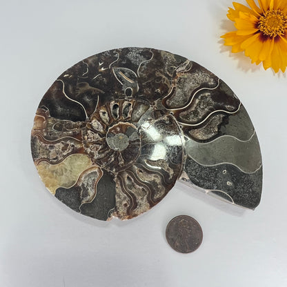 Ammonite // Fossil // Half