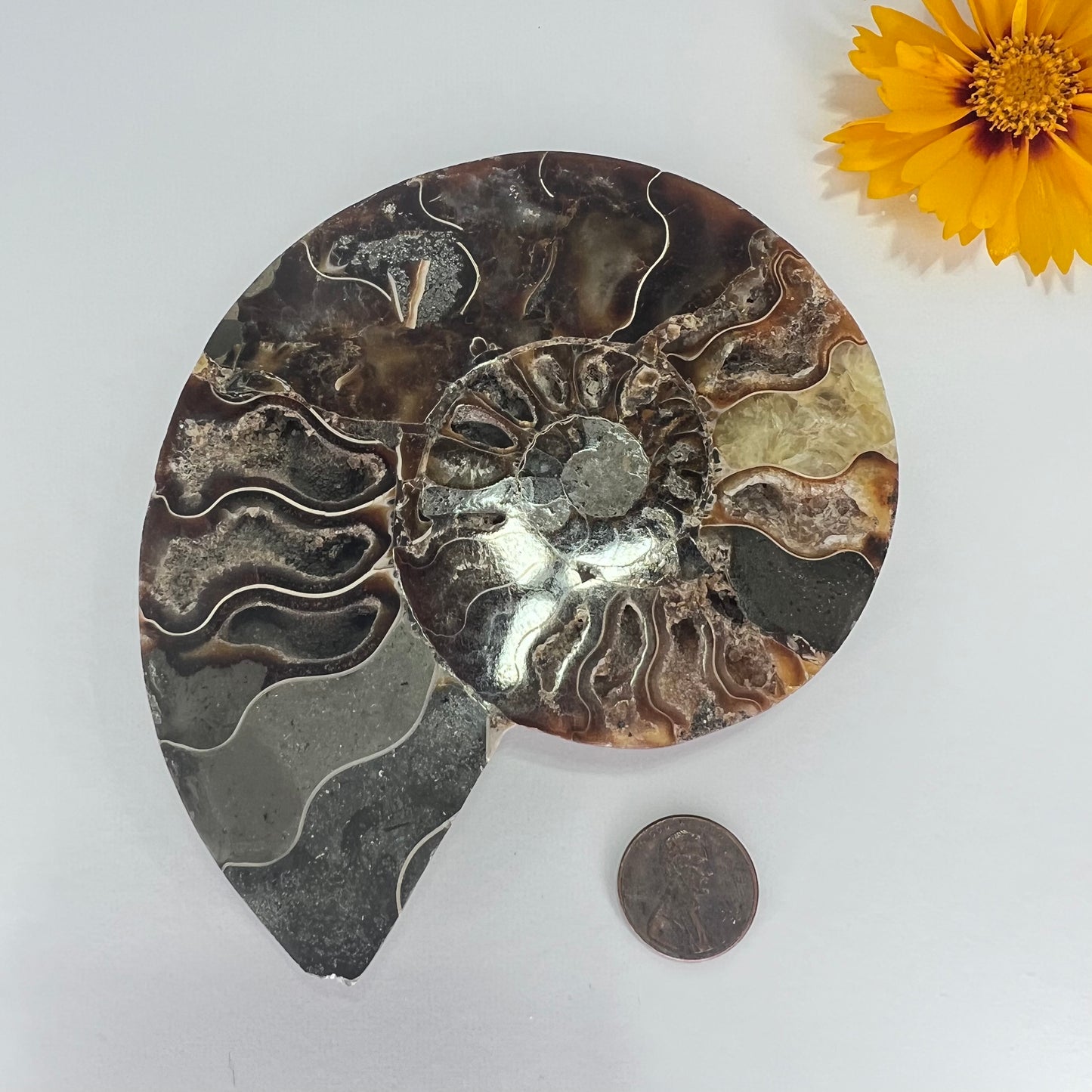 Ammonite // Fossil // Half