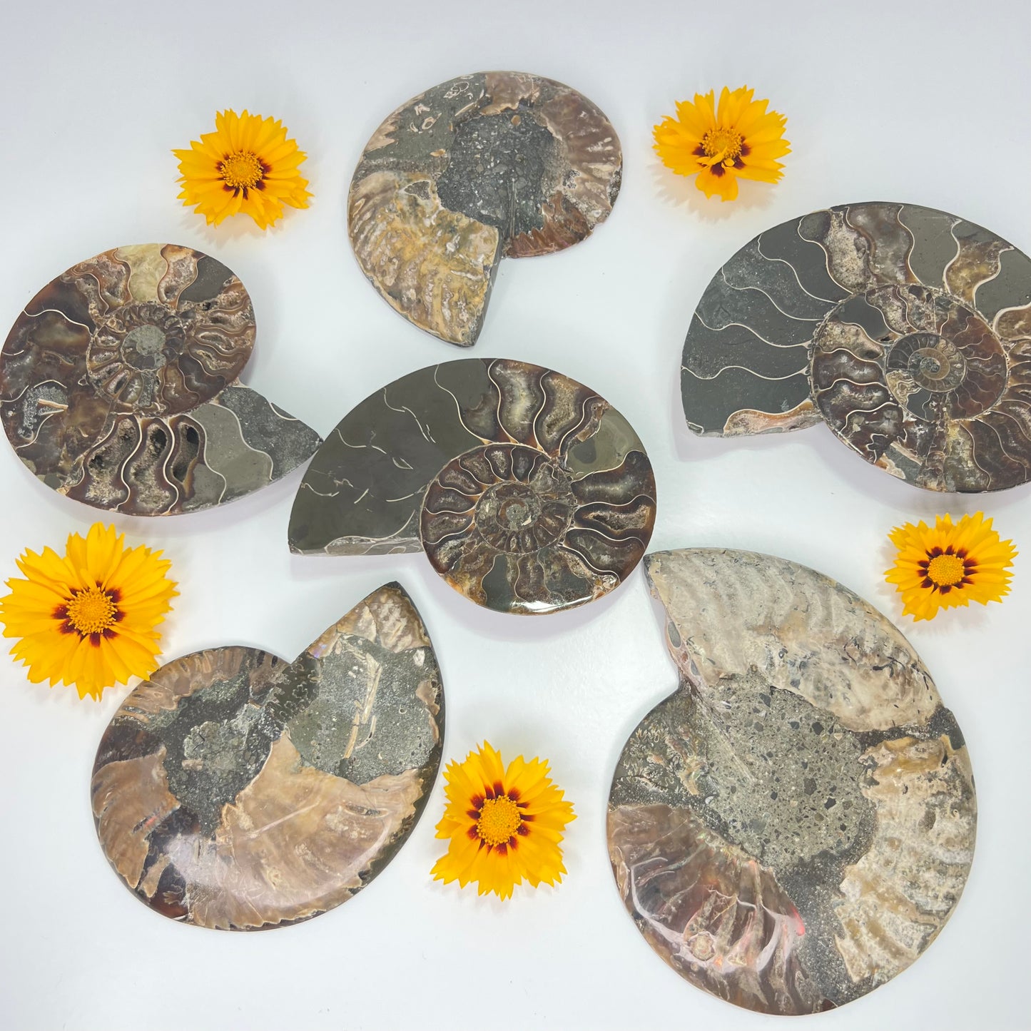 Ammonite // Fossil // Half