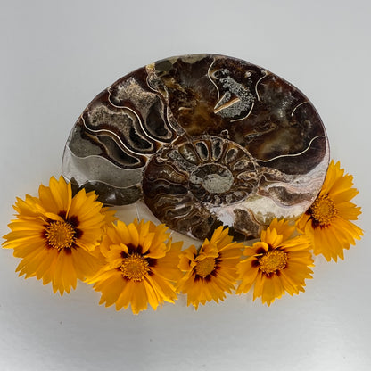 Ammonite // Fossil // Half