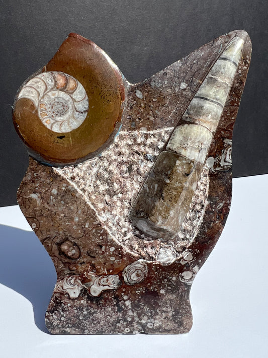Ammonite & Belemnite Fossil - Statue